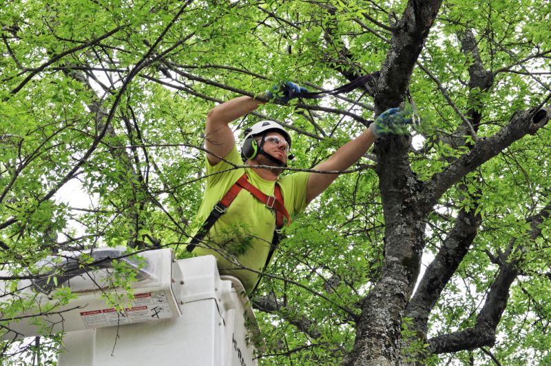 Arborist Pruning detail