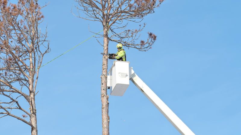 Tree Arborist Service