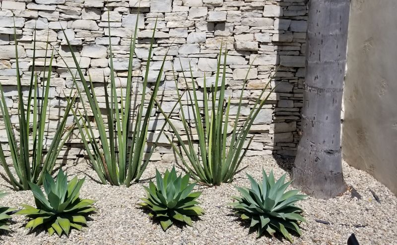 Xeriscaping Service