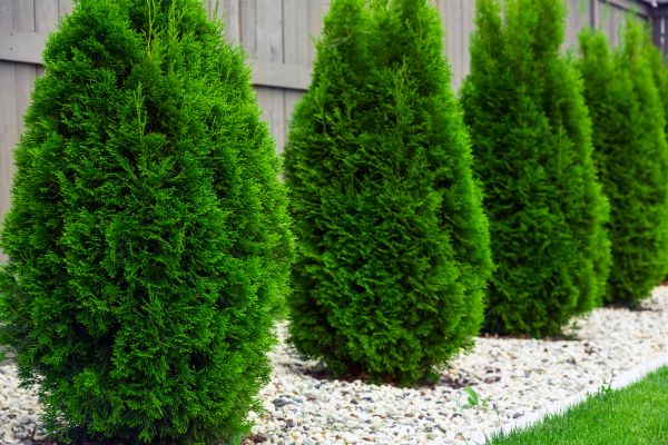 Arborvitae Planting in Grand Rapids