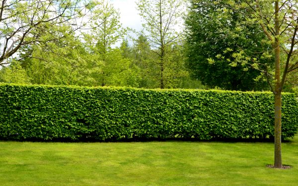 Hedge Planting in Grand Rapids