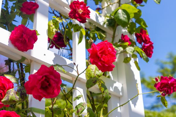 Home Gardening Service in Grand Rapids