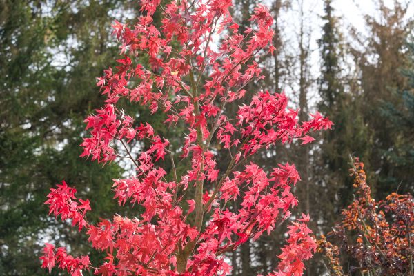 Japanese Maple Planting in Grand Rapids