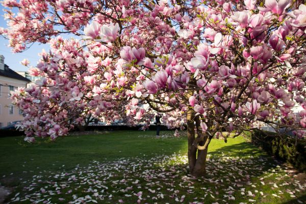 Magnolia Tree Planting in Grand Rapids