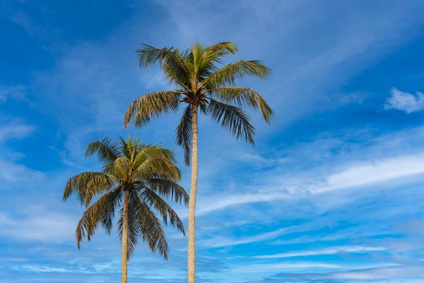 Palm Tree Planting in Grand Rapids