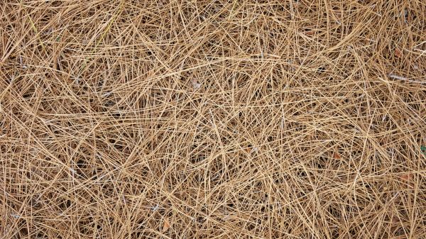 Pine Needles Delivery in Grand Rapids