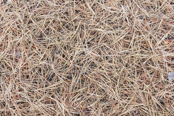 Pine Straw Installation in Grand Rapids