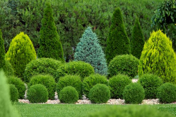 Shrub Replacement in Grand Rapids