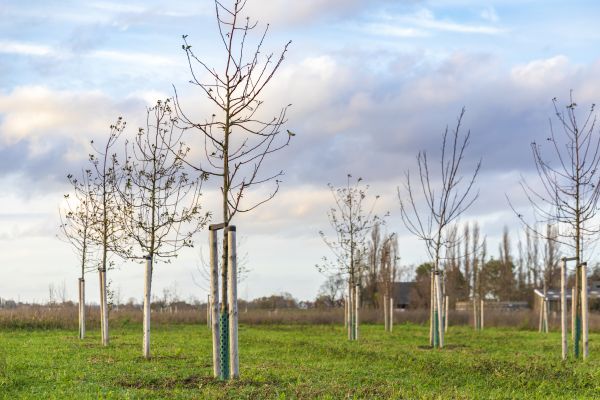 Tree Installation Service in Grand Rapids
