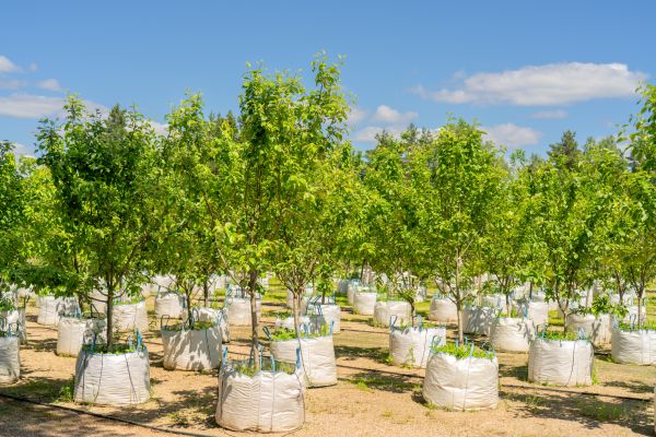 Tree Planting Service in Grand Rapids
