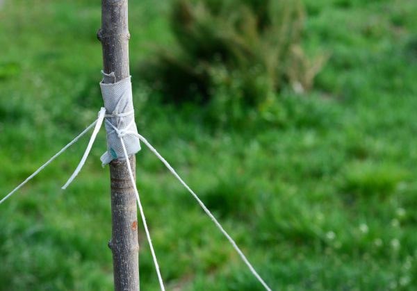 Tree Staking Service in Grand Rapids