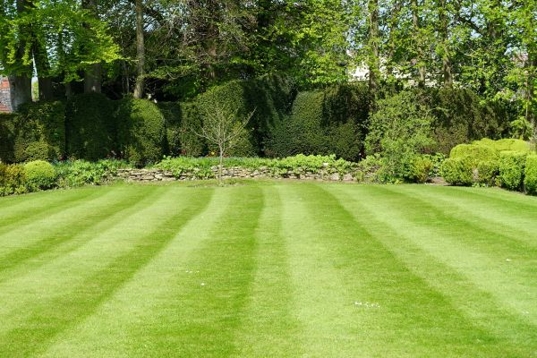 Lawn Renovation in Grand Rapids