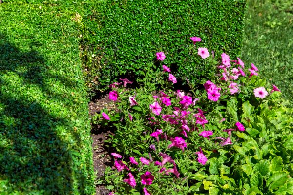 Softscaping Service in Grand Rapids