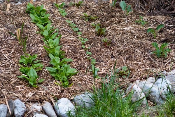 Mulch Service in Grand Rapids