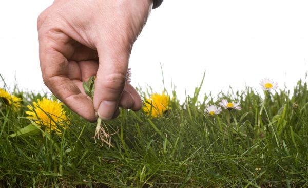Lawn Weeding in Grand Rapids