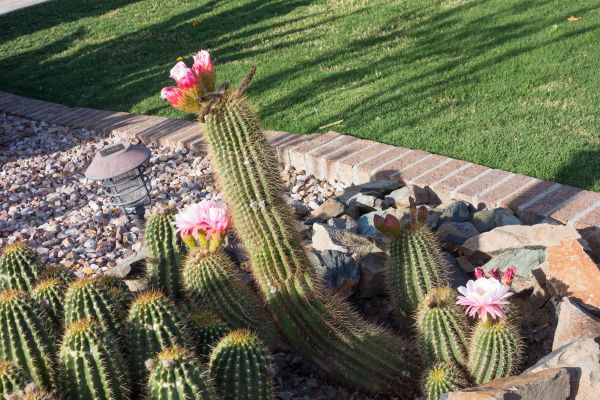 Desert Landscaping in Grand Rapids