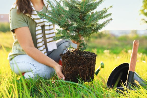Spruce Tree Planting in Grand Rapids