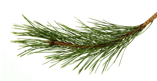 Pine Needles Installation in Grand Rapids