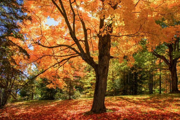 Maple Tree Planting in Grand Rapids