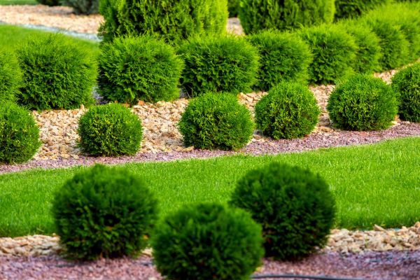 Bush Installation in Grand Rapids