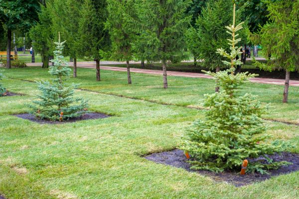 Privacy Trees Planting in Grand Rapids