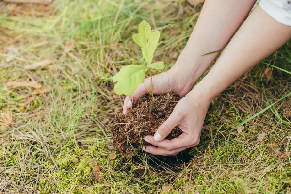 Oak Tree Planting in Grand Rapids