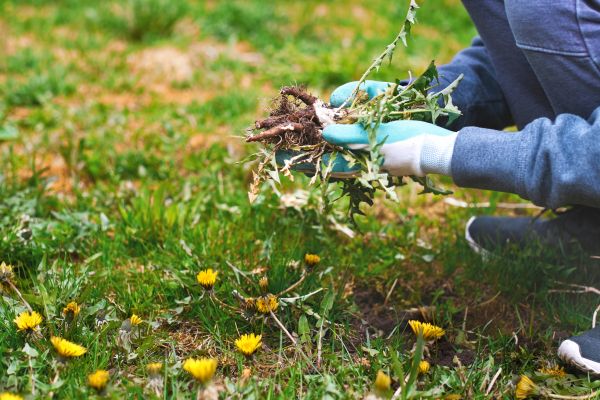 Flower Bed Clearing in Grand Rapids