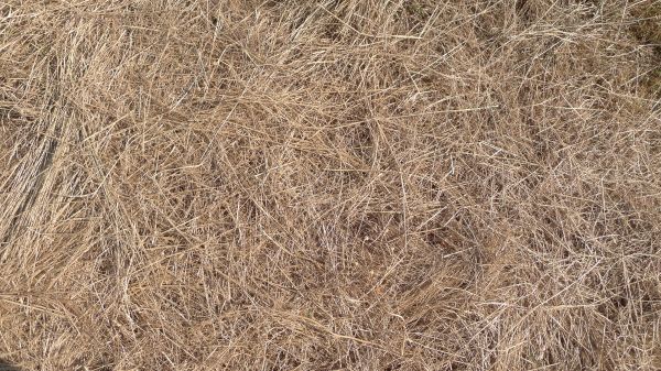 Pine Straw Replacement in Grand Rapids