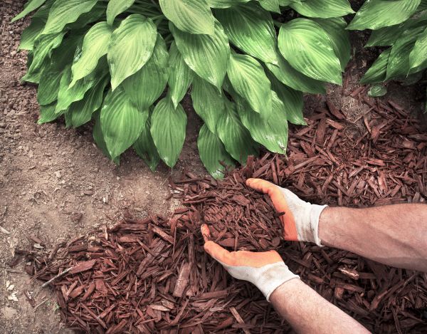 Bark Spreading in Grand Rapids