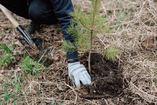 Pine Tree Planting in Grand Rapids