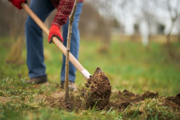 Trees Planting in Grand Rapids