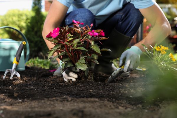 Plant Replacement in Grand Rapids