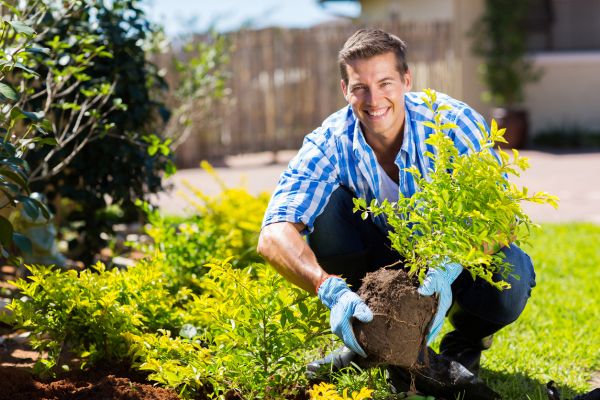 Shrub Landscaping in Grand Rapids