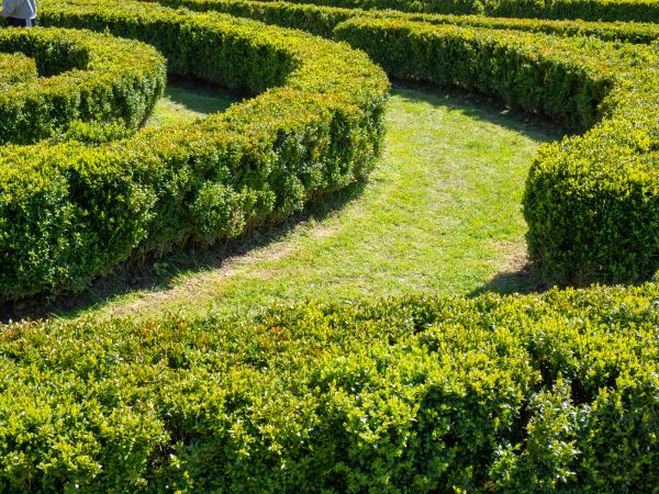 Bush Landscaping in Grand Rapids