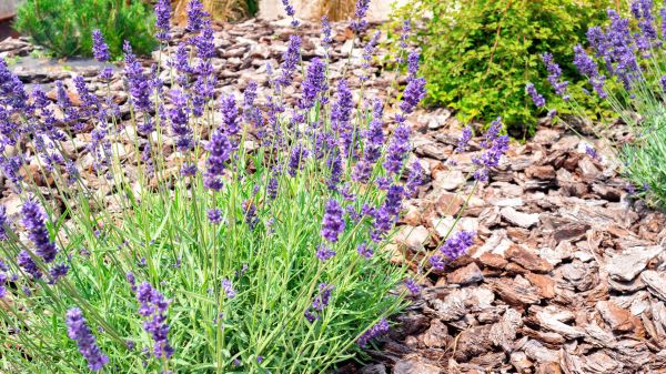 Pine Bark Landscaping in Grand Rapids