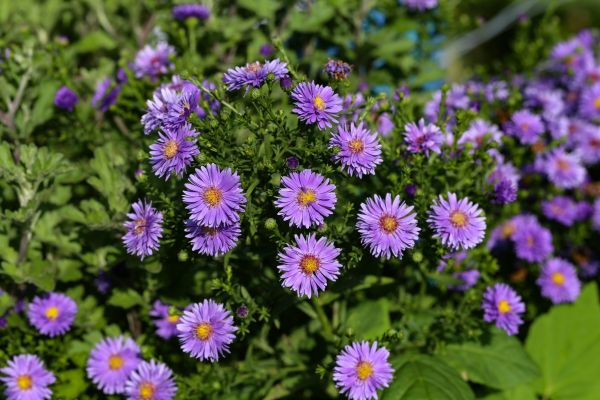 Perennial Flower Planting in Grand Rapids