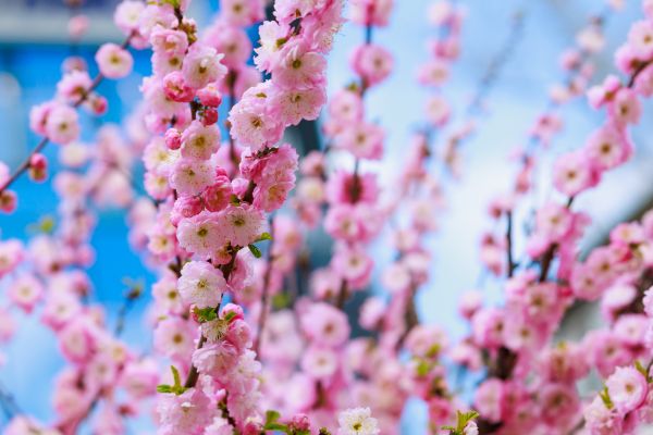 Japanese Cherry Tree Planting in Grand Rapids