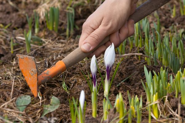 Flower Garden Weeding in Grand Rapids