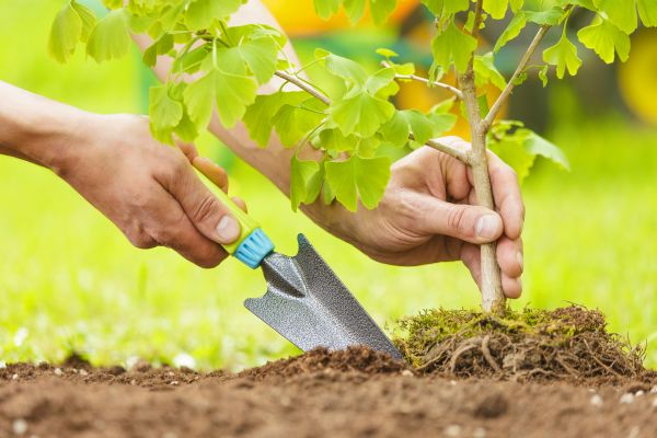 Fruit Tree Planting in Grand Rapids