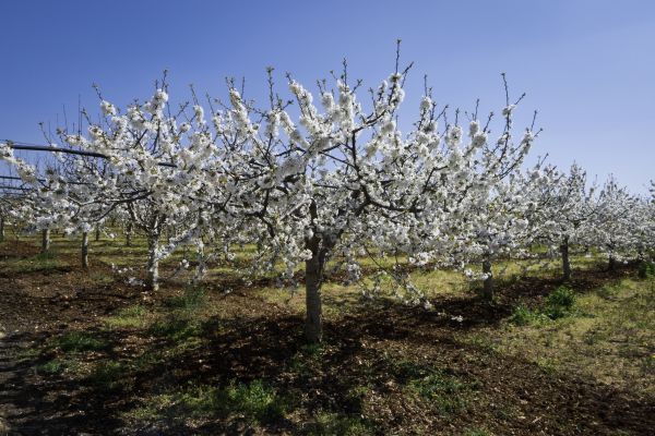 Orchard Planting in Grand Rapids