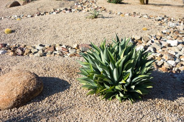 Xeriscaping Service in Grand Rapids
