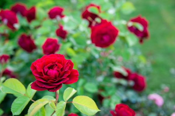 Rose Planting in Grand Rapids