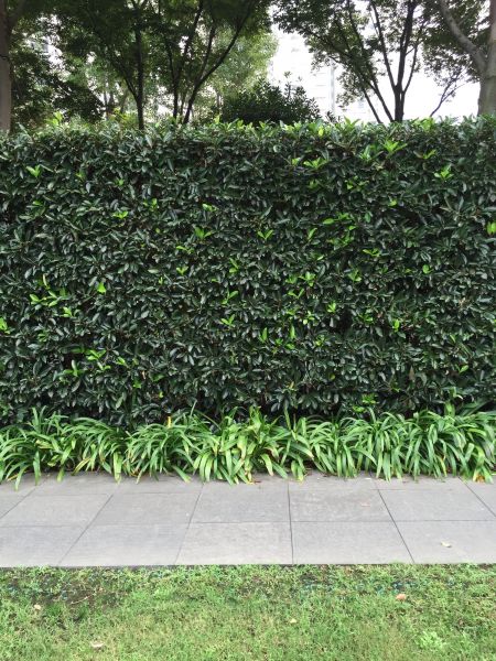Privacy Shrub Planting in Grand Rapids