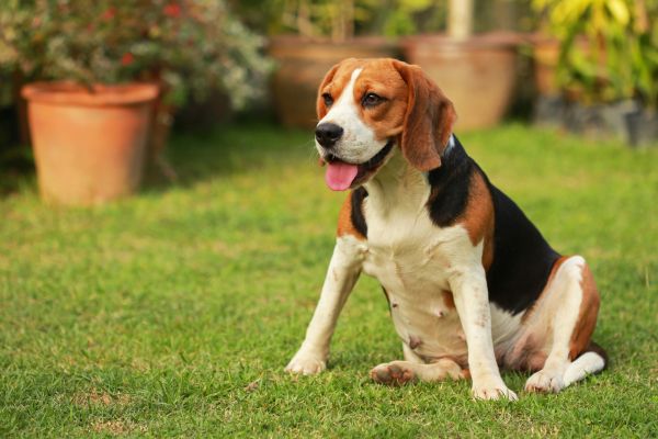 Dog Friendly Landscaping in Grand Rapids