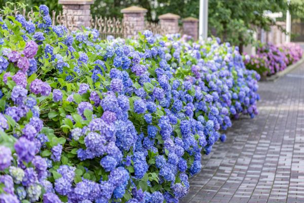 Hydrangea Landscaping in Grand Rapids