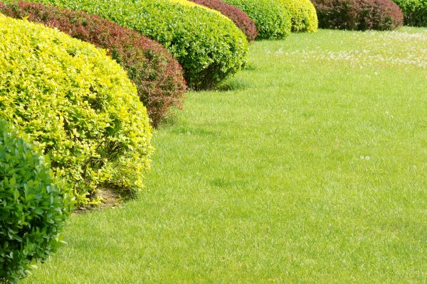 Shrubbery Planting in Grand Rapids
