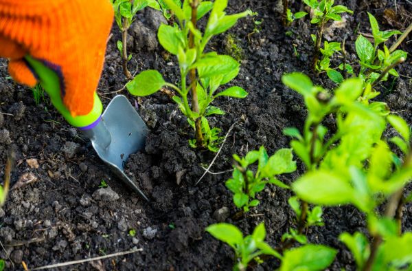 Hydrangea Planting in Grand Rapids