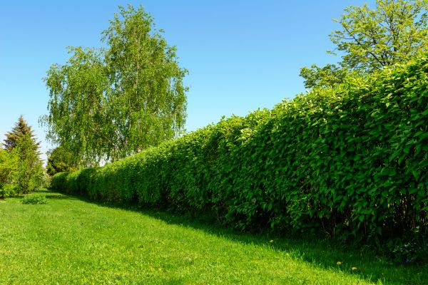 Hedge Replacement in Grand Rapids