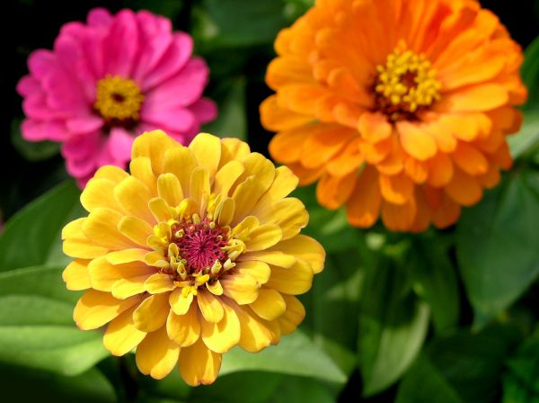 Zinnia Planting in Grand Rapids
