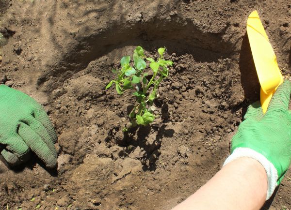 Rose Bush Planting in Grand Rapids